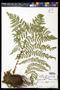 Dryopteris expansa image