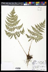 Dryopteris expansa image
