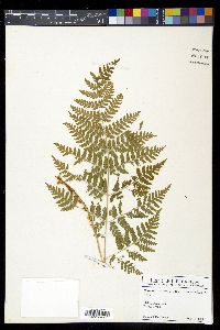 Dryopteris expansa image