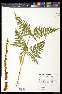 Dryopteris expansa image