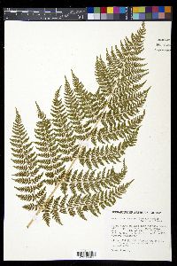 Dryopteris expansa image