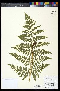 Dryopteris expansa image