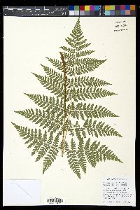 Dryopteris expansa image