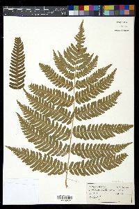 Dryopteris goldieana image