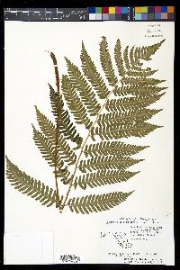 Dryopteris goldieana image