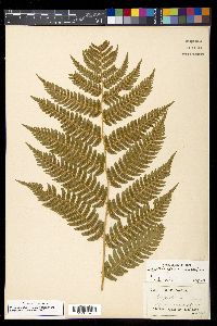 Dryopteris goldieana image