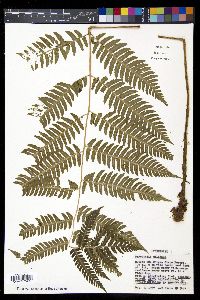 Dryopteris goldieana image