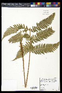 Dryopteris goldieana image