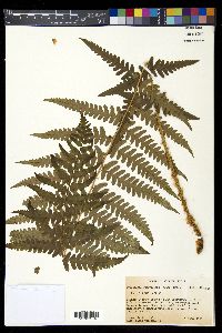 Dryopteris ludoviciana image