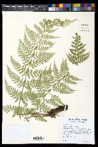 Dryopteris patula image