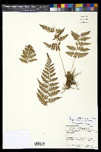 Dryopteris patula image