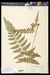 Dryopteris patula image