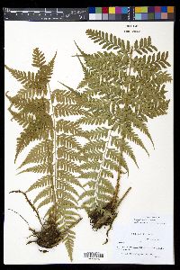 Dryopteris patula image