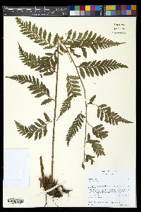 Dryopteris patula image