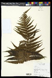 Dryopteris wallichiana image