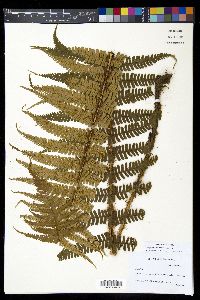 Dryopteris wallichiana image