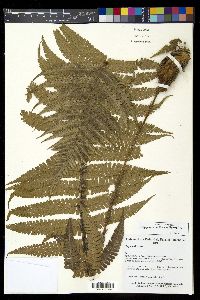 Dryopteris wallichiana image