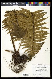 Dryopteris parallelogramma image