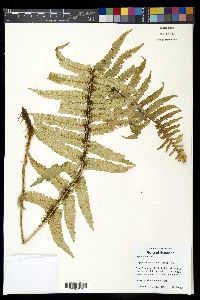 Dryopteris wallichiana image