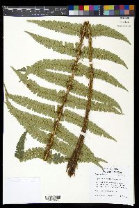 Dryopteris wallichiana image