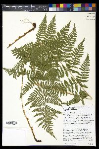 Dryopteris × triploidea image