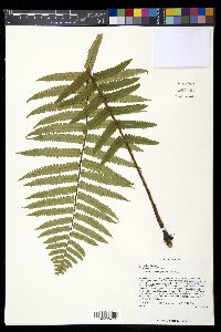 Dryopteris atrata image