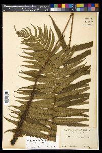 Dryopteris atrata image