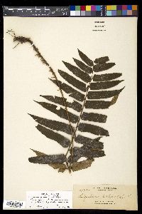 Dryopteris atrata image