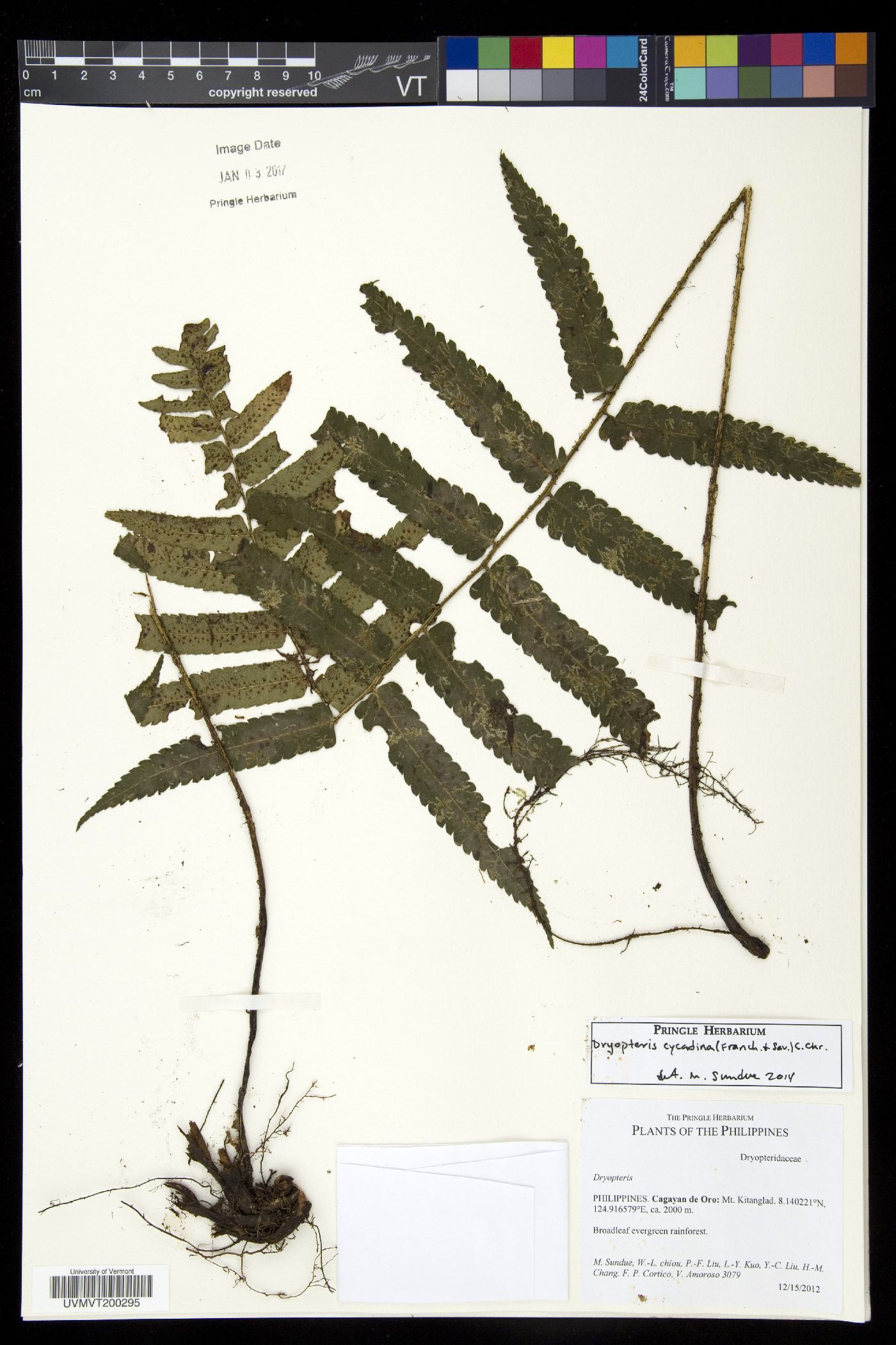 Dryopteris cycadina image