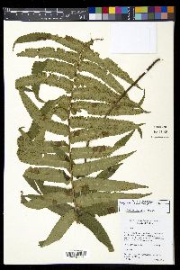 Dryopteris cycadina image