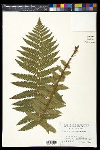 Dryopteris crassirhizoma image