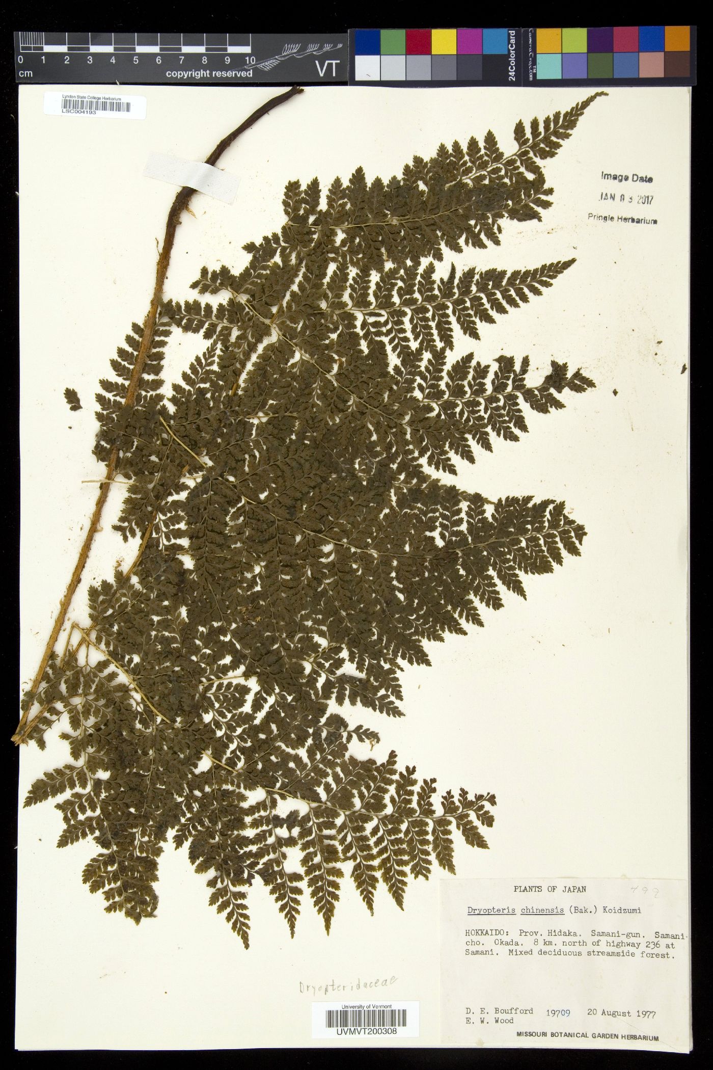 Dryopteris chinensis image