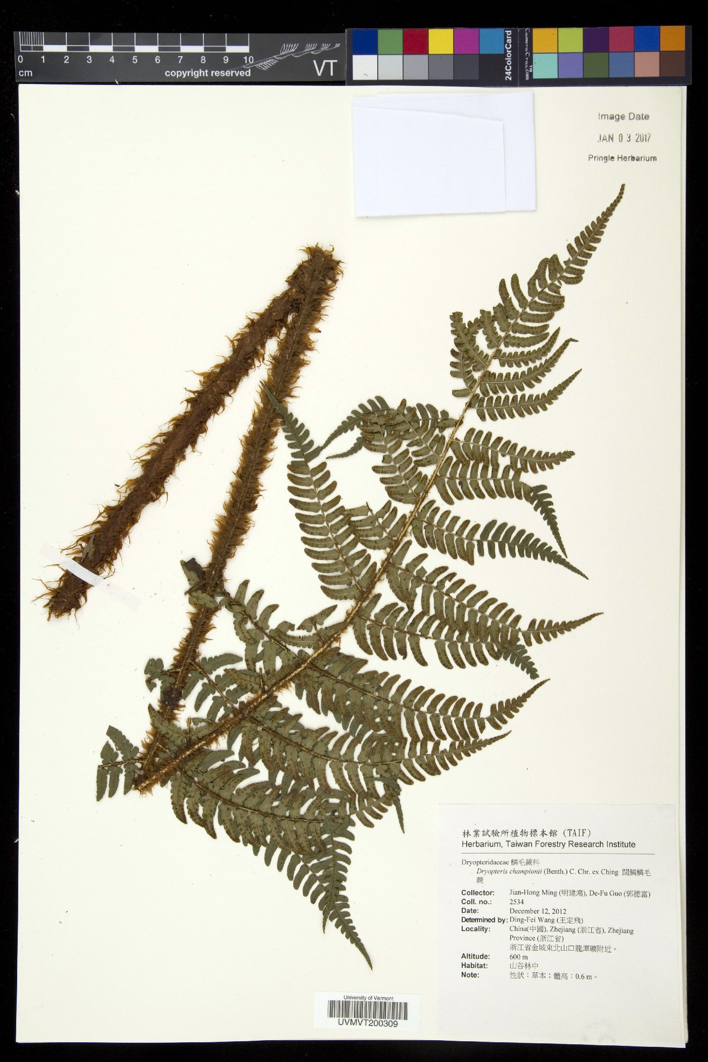 Dryopteris championii image