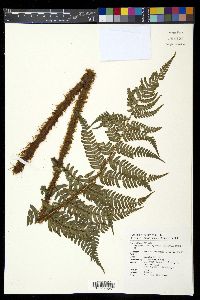 Dryopteris championii image