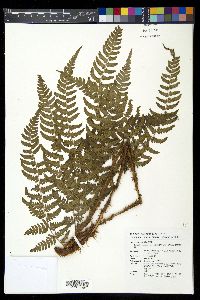 Dryopteris championii image