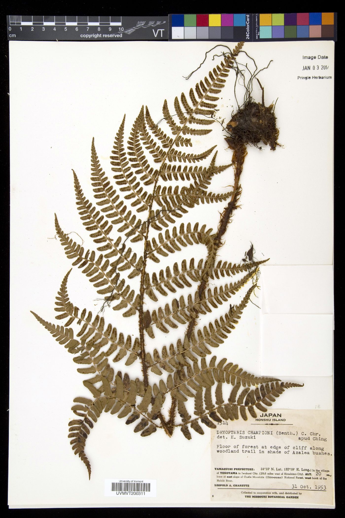 Dryopteris championii image