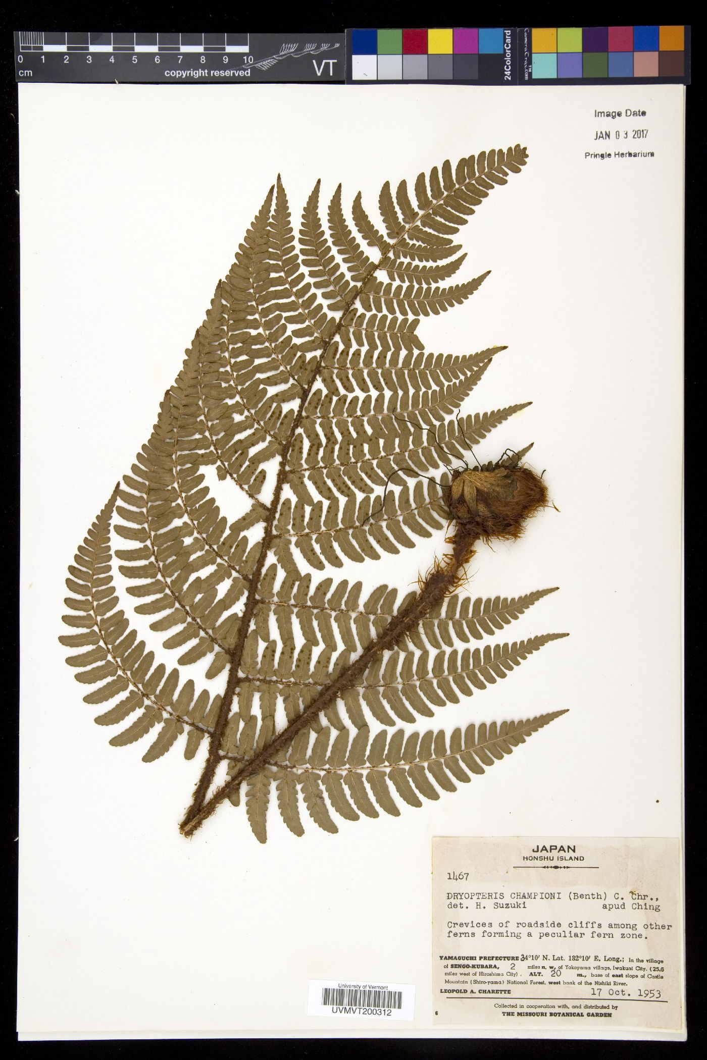 Dryopteris championii image