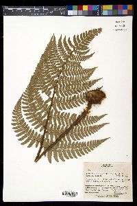 Dryopteris championii image