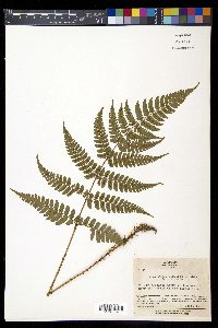 Dryopteris fuscipes image