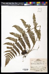 Dryopteris fuscipes image