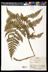 Dryopteris fuscipes image