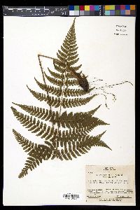 Dryopteris fuscipes image