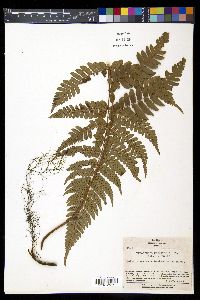 Dryopteris fuscipes image