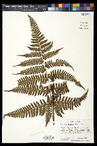 Dryopteris formosana image
