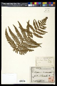 Dryopteris lacera image