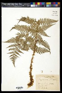 Dryopteris lacera image