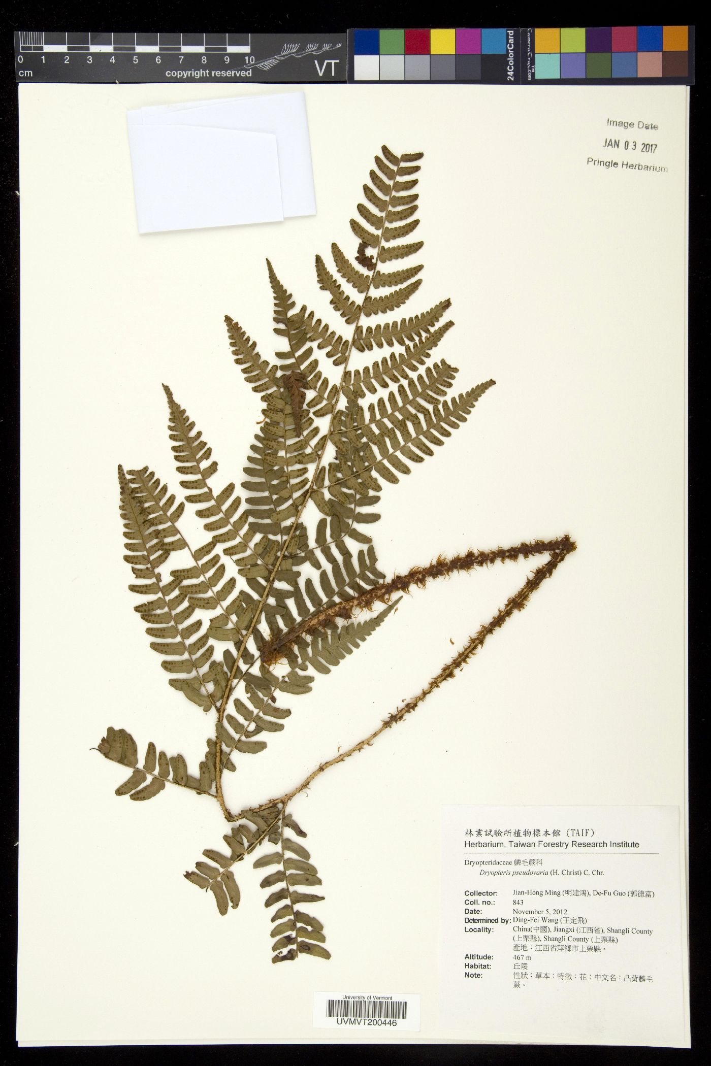 Dryopteris pseudovaria image