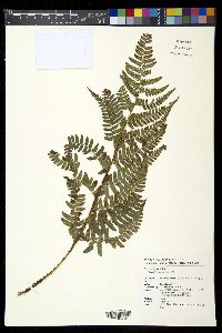 Dryopteris peninsulae image