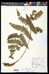 Dryopteris sublacera image