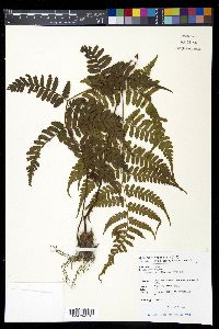 Dryopteris sparsa image